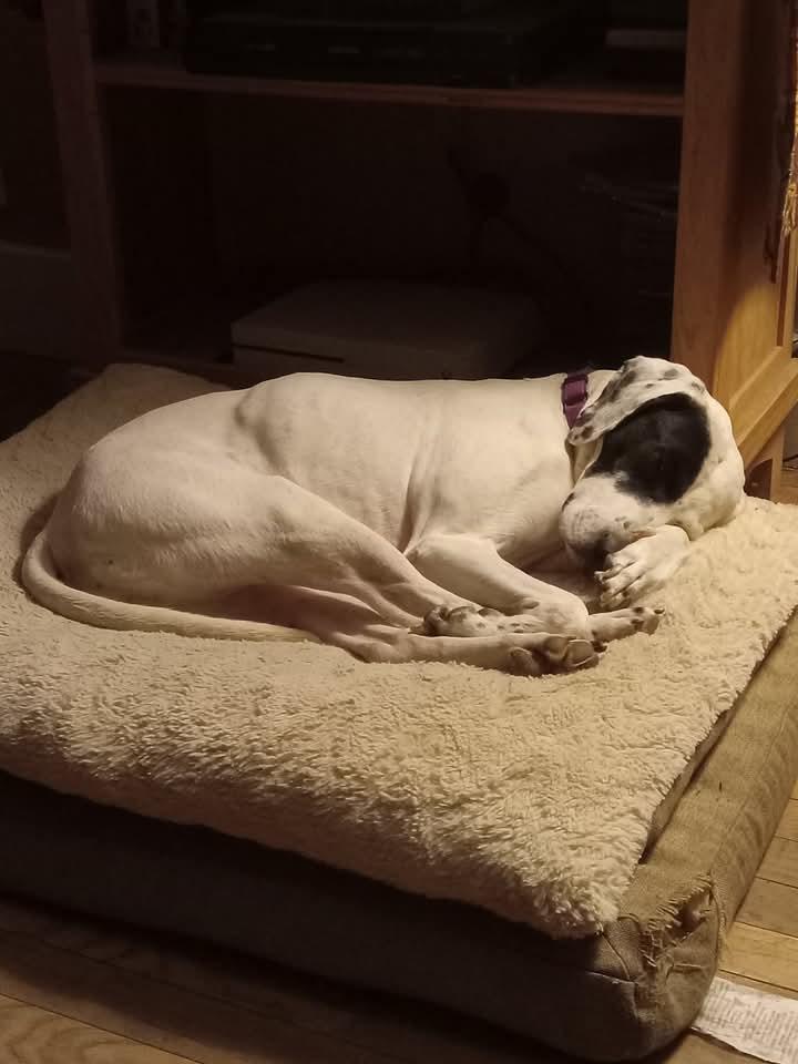Daisy photo 6