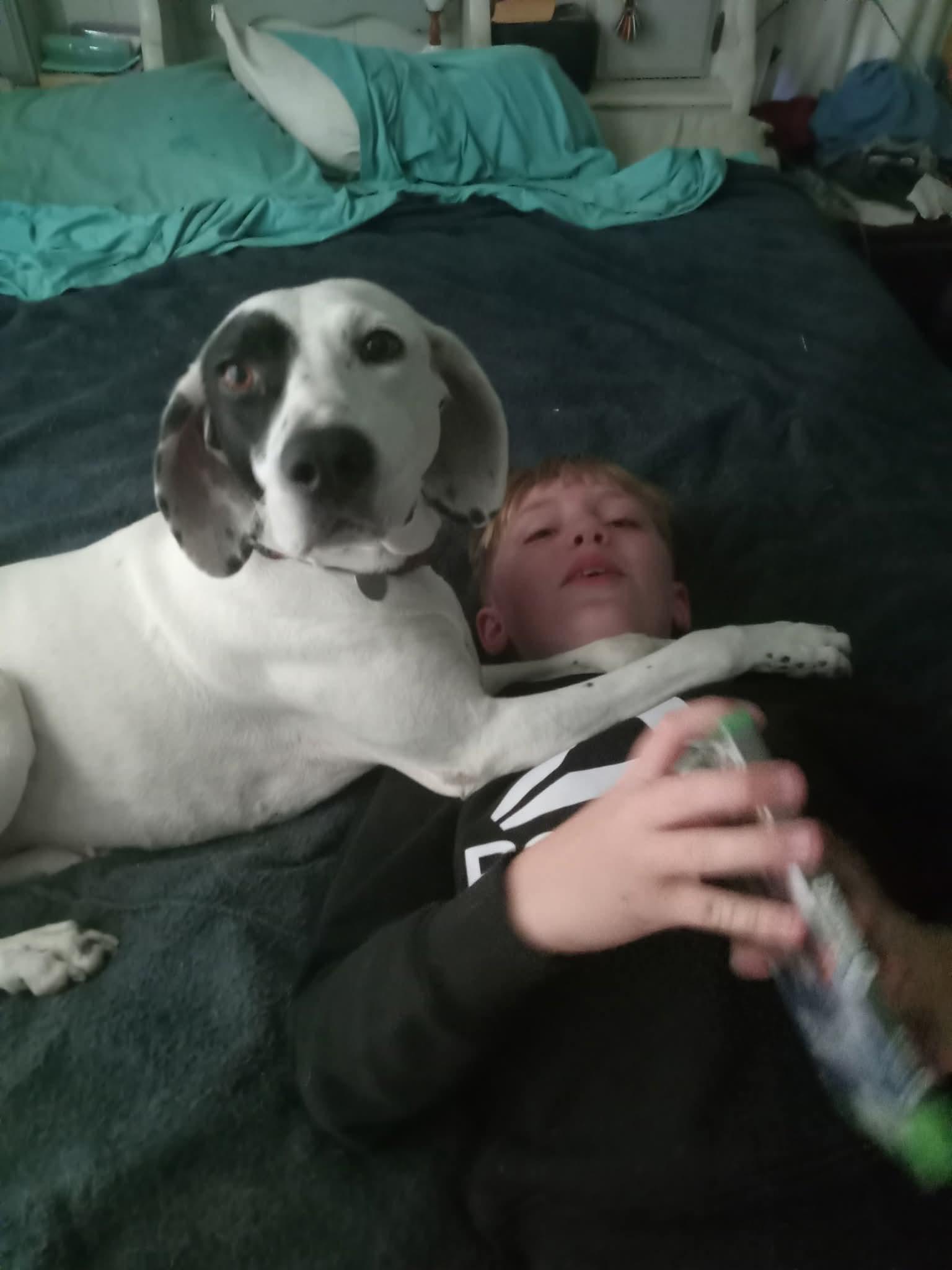 Daisy, a Adoptable Pointer in Huntley, IL image 2/6