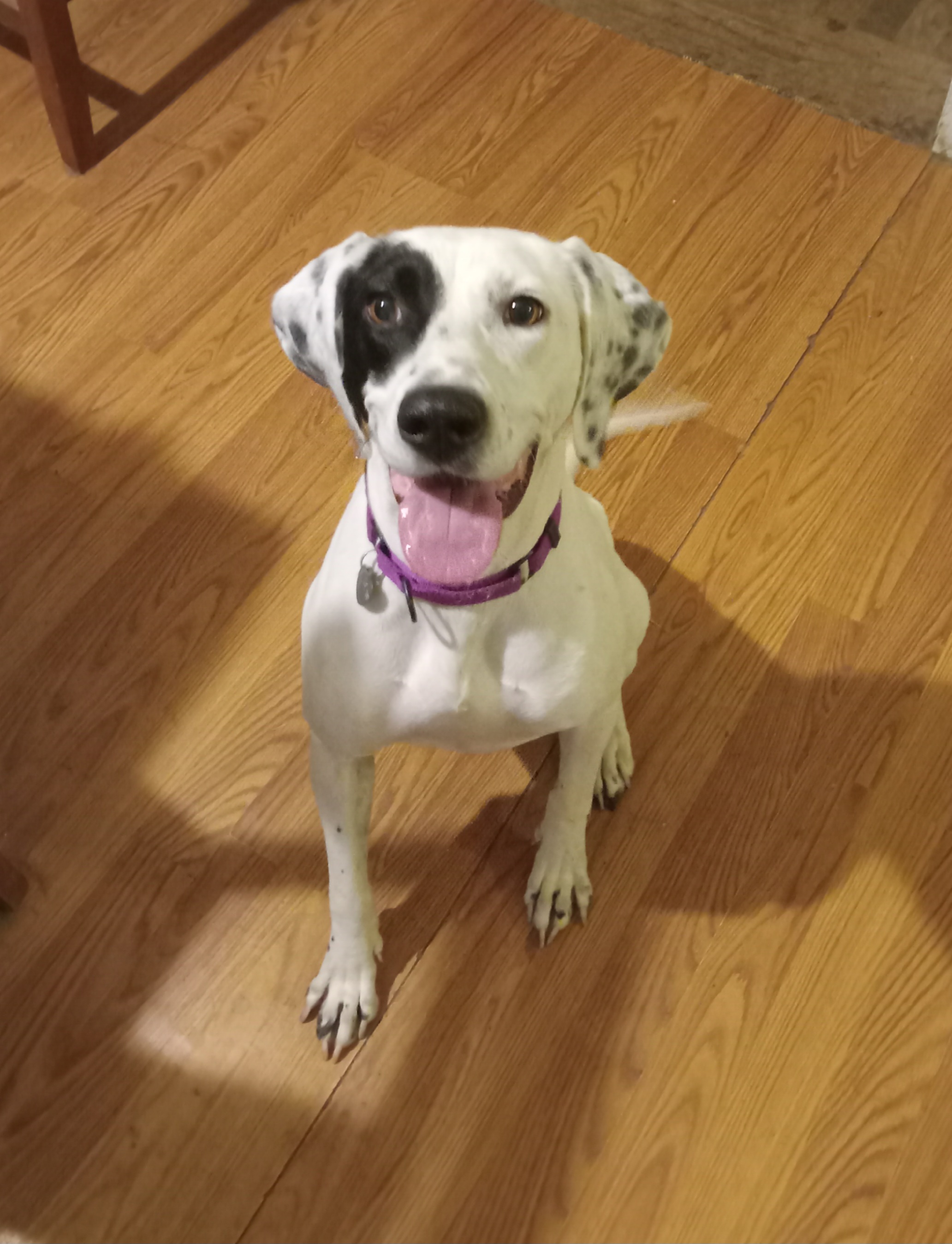 Daisy, a Adoptable Pointer in Huntley, IL image 4/6