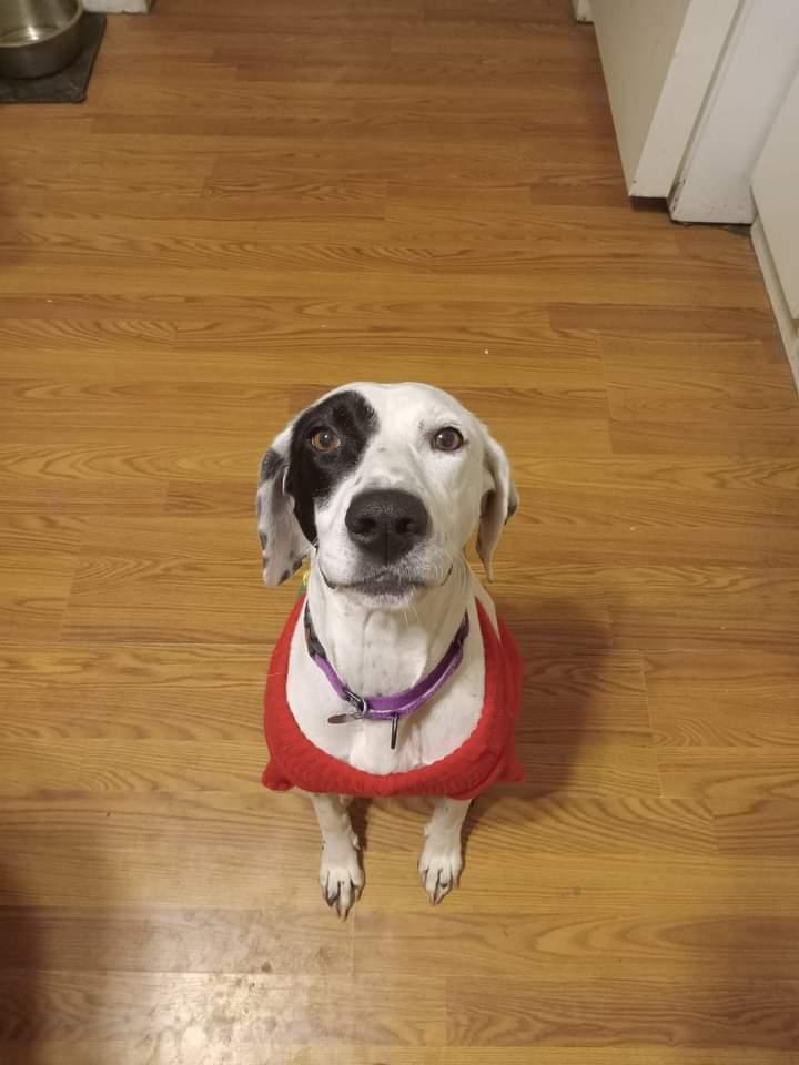 Daisy, a Adoptable Pointer in Huntley, IL image 3/6
