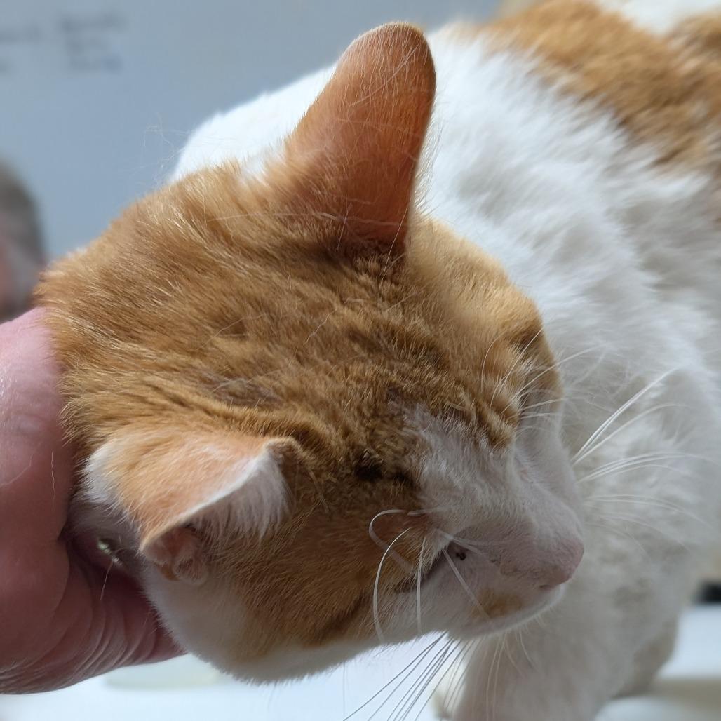 Ringo, Adoptable, Adult Male Domestic Short Hair.