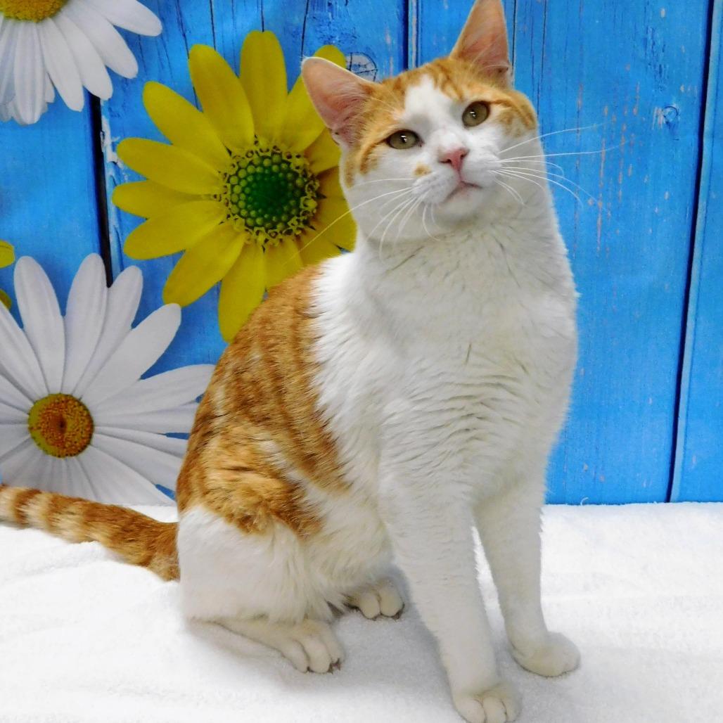 Enlarge Ringo, a Adoptable Domestic Short Hair in Canton, IL image 2/6