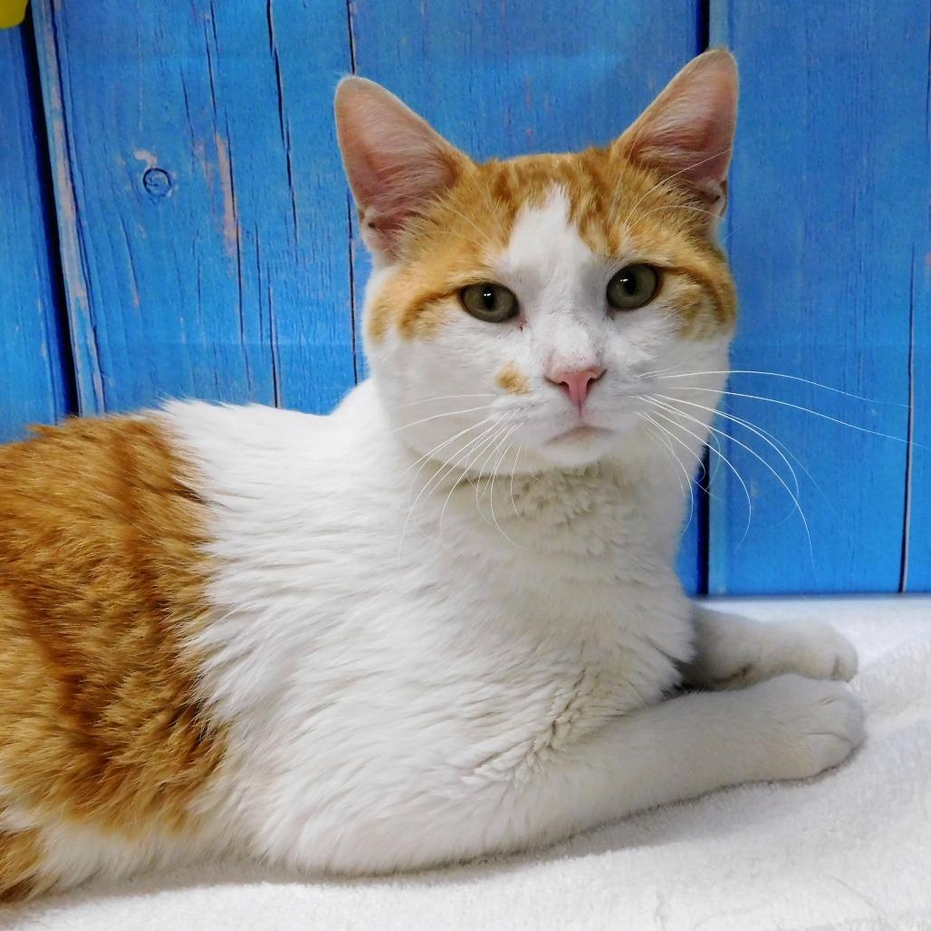 Enlarge Ringo, a Adoptable Domestic Short Hair in Canton, IL image 3/6