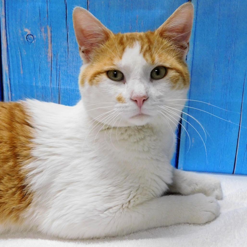 Enlarge Ringo, a Adoptable Domestic Short Hair in Canton, IL image 4/6