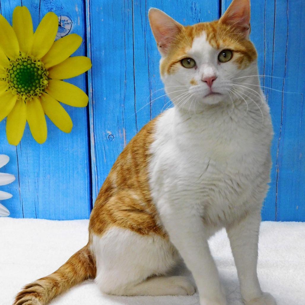 Enlarge Ringo, a Adoptable Domestic Short Hair in Canton, IL image 5/6