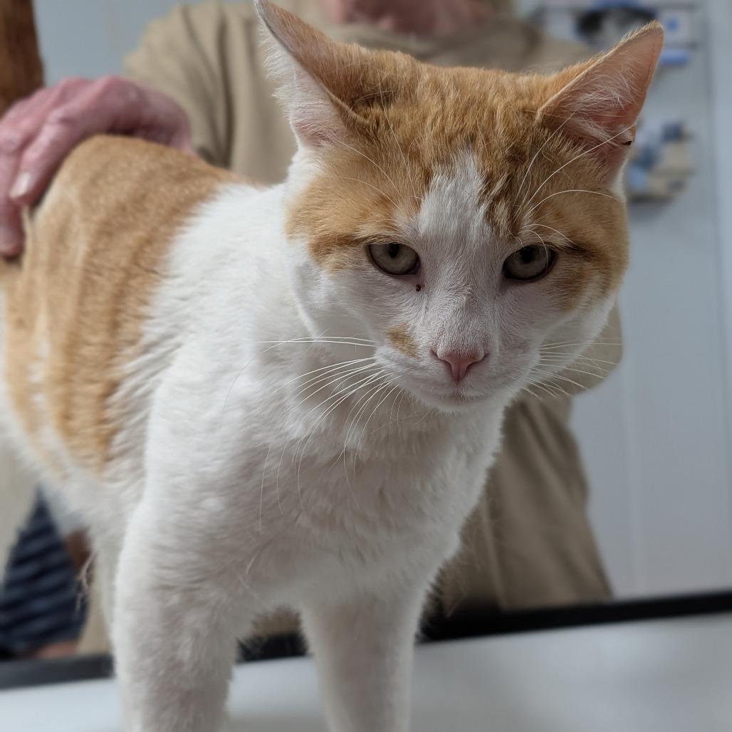 Enlarge Ringo, a Adoptable Domestic Short Hair in Canton, IL image 6/6