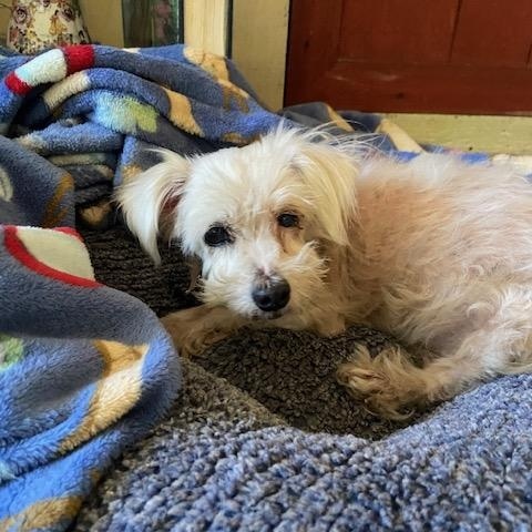 Romeo, a ADOPTABLE mixed breed in Santa Rosa, CA image 2/2