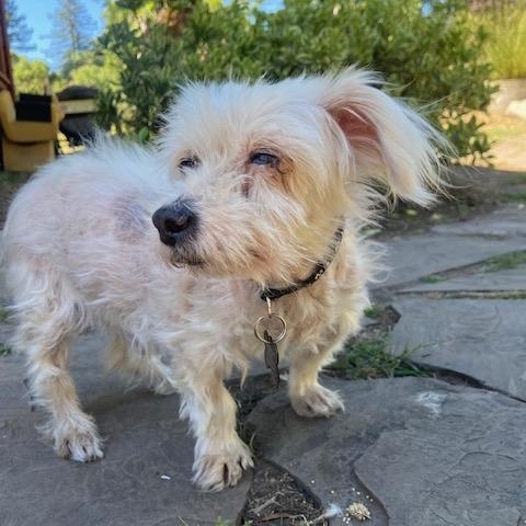 Romeo, a ADOPTABLE mixed breed in Santa Rosa, CA image 1/2