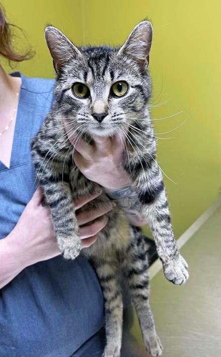 Mama Tulip — thumbnail 2