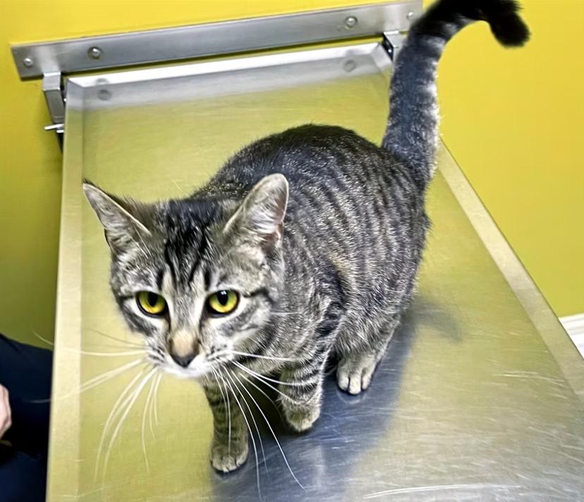 Mama Tulip — thumbnail 3