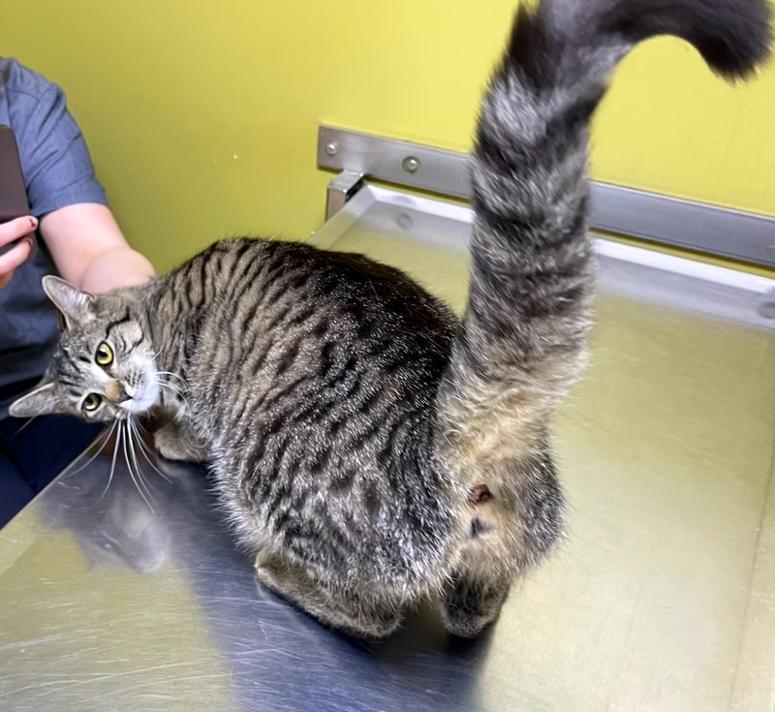 Mama Tulip — thumbnail 4