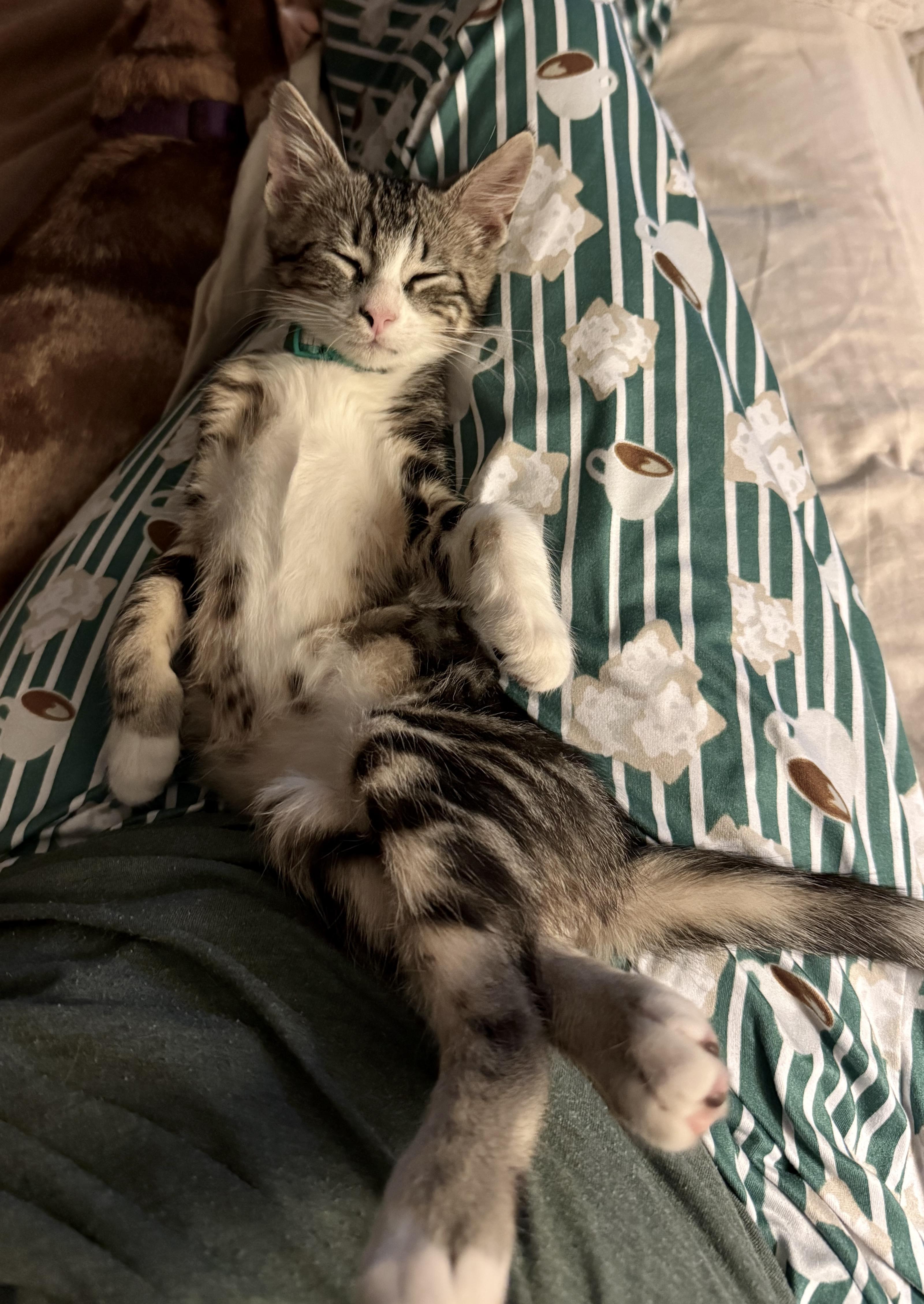 Enlarge Ernie, a Adopted Tabby in Austin, TX image 3/5