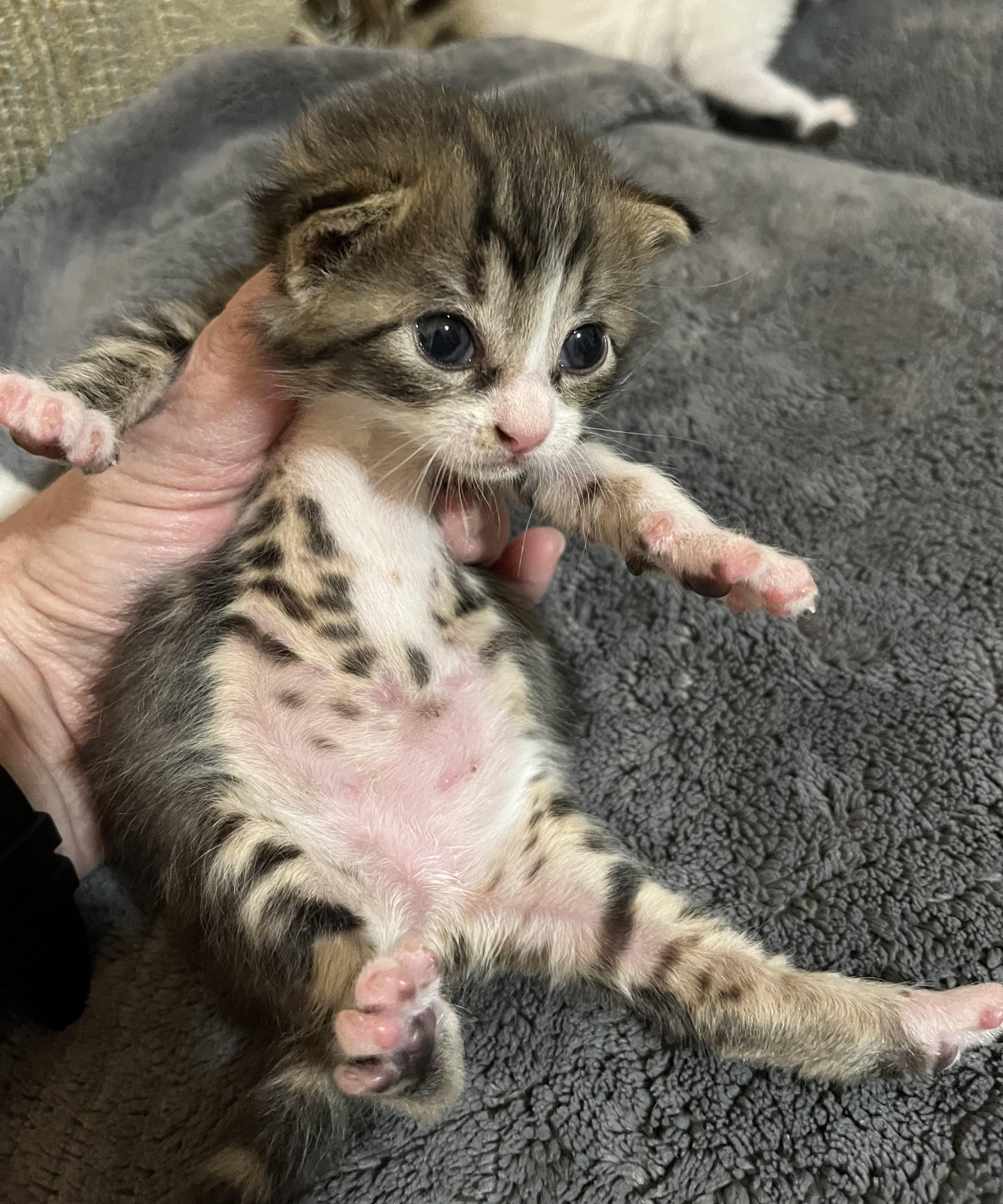 Enlarge Ernie, a Adopted Tabby in Austin, TX image 5/5