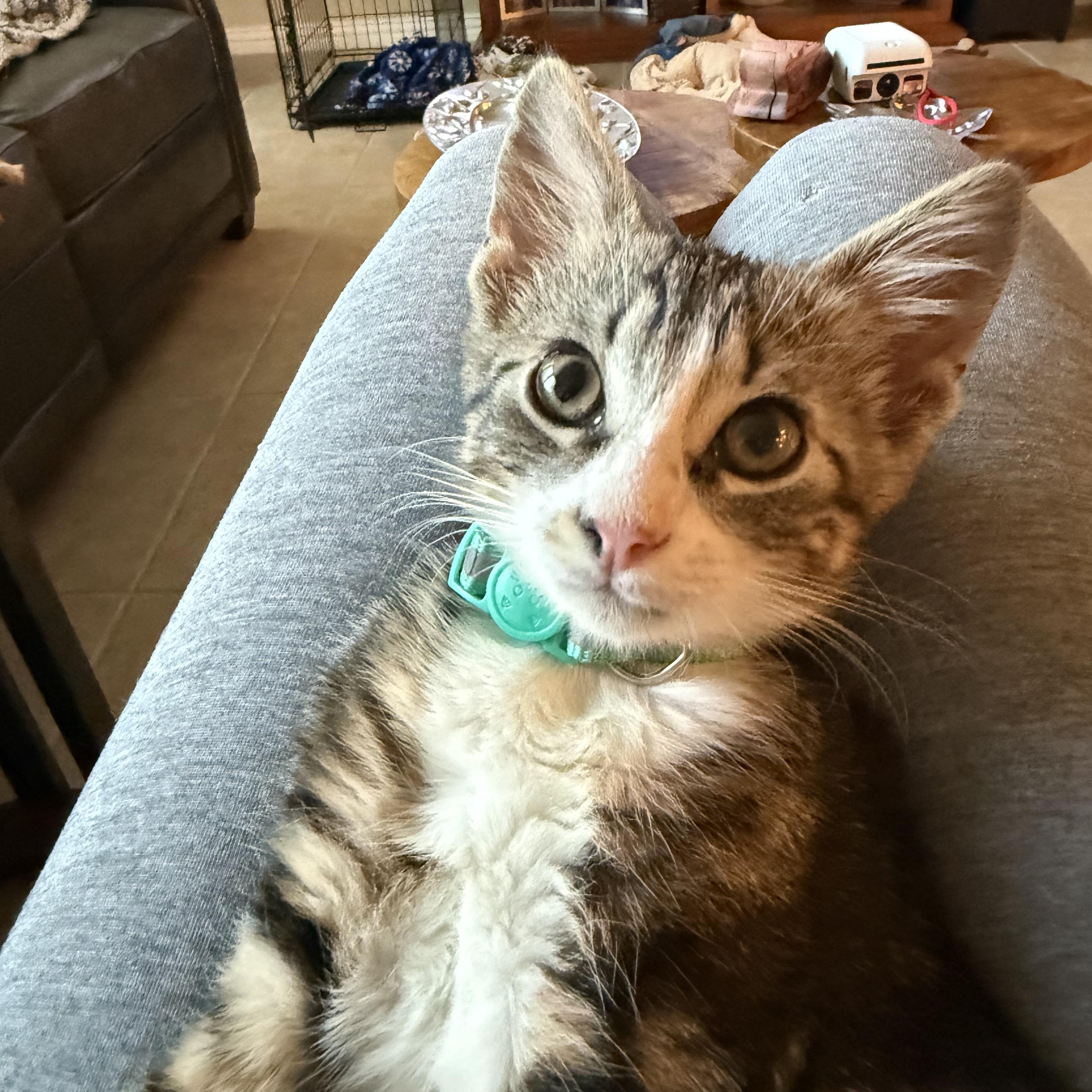 Ernie, Adopted, Kitten Male Tabby.