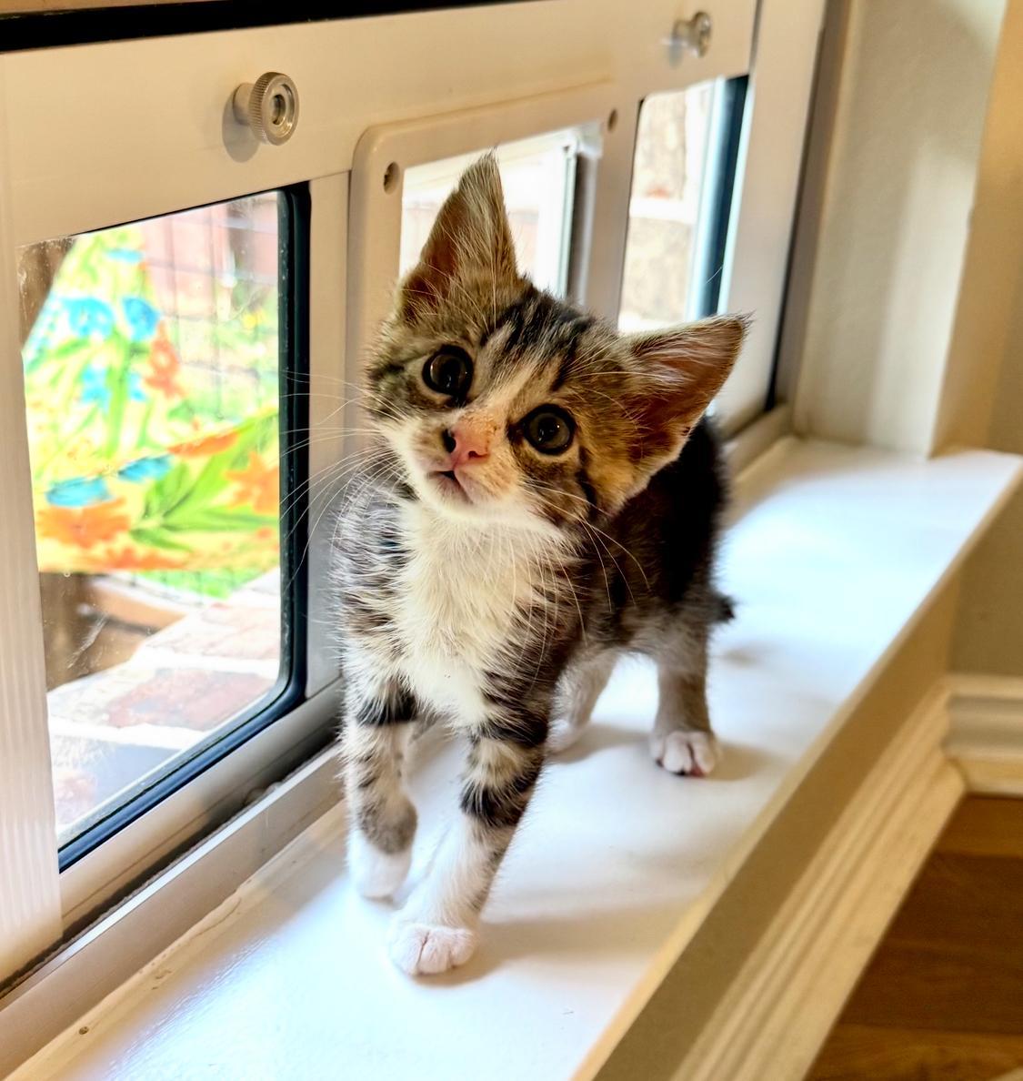 Enlarge Ernie, a Adopted Tabby in Austin, TX image 4/5