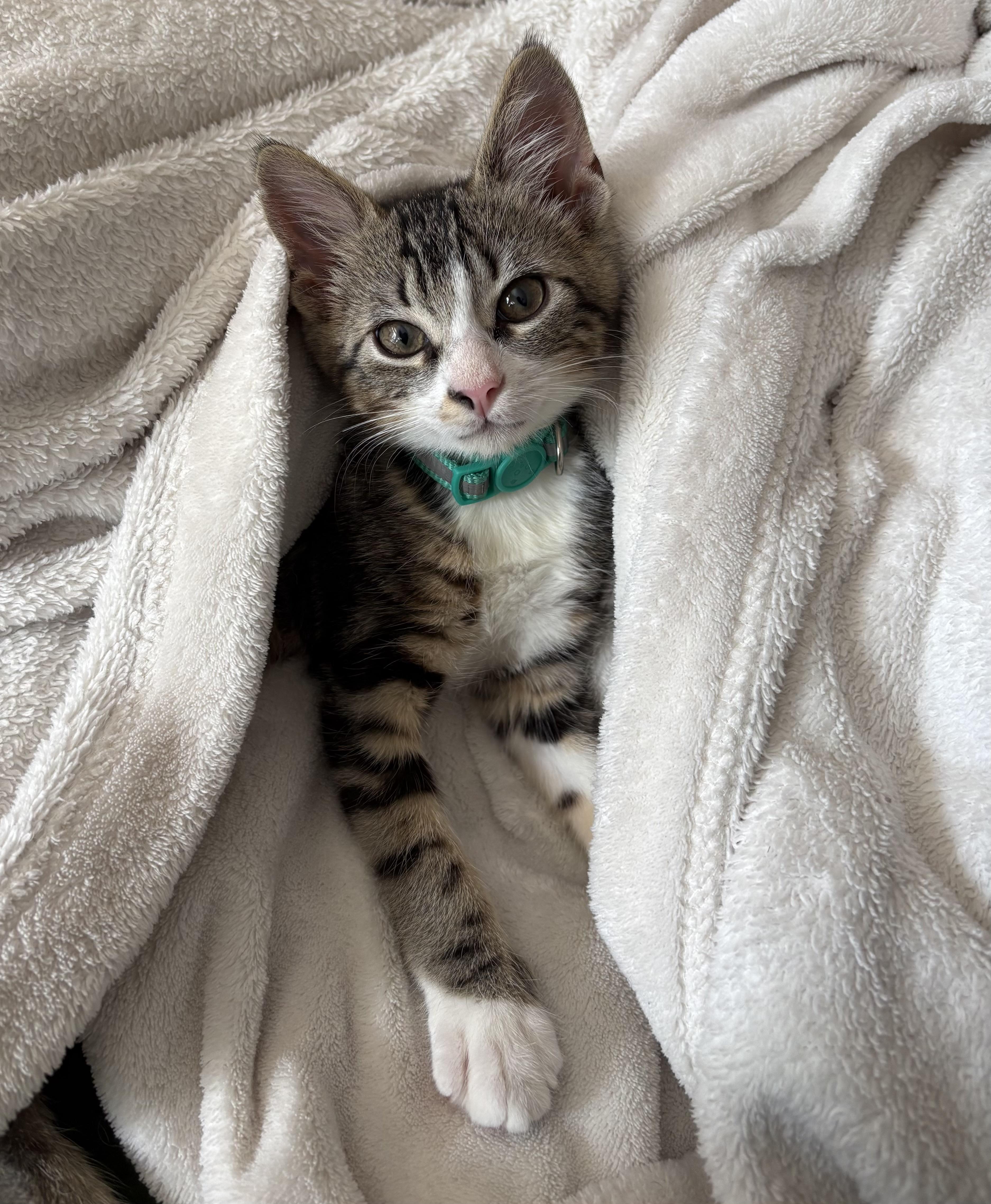 Ernie, Adopted, Kitten Male Tabby.