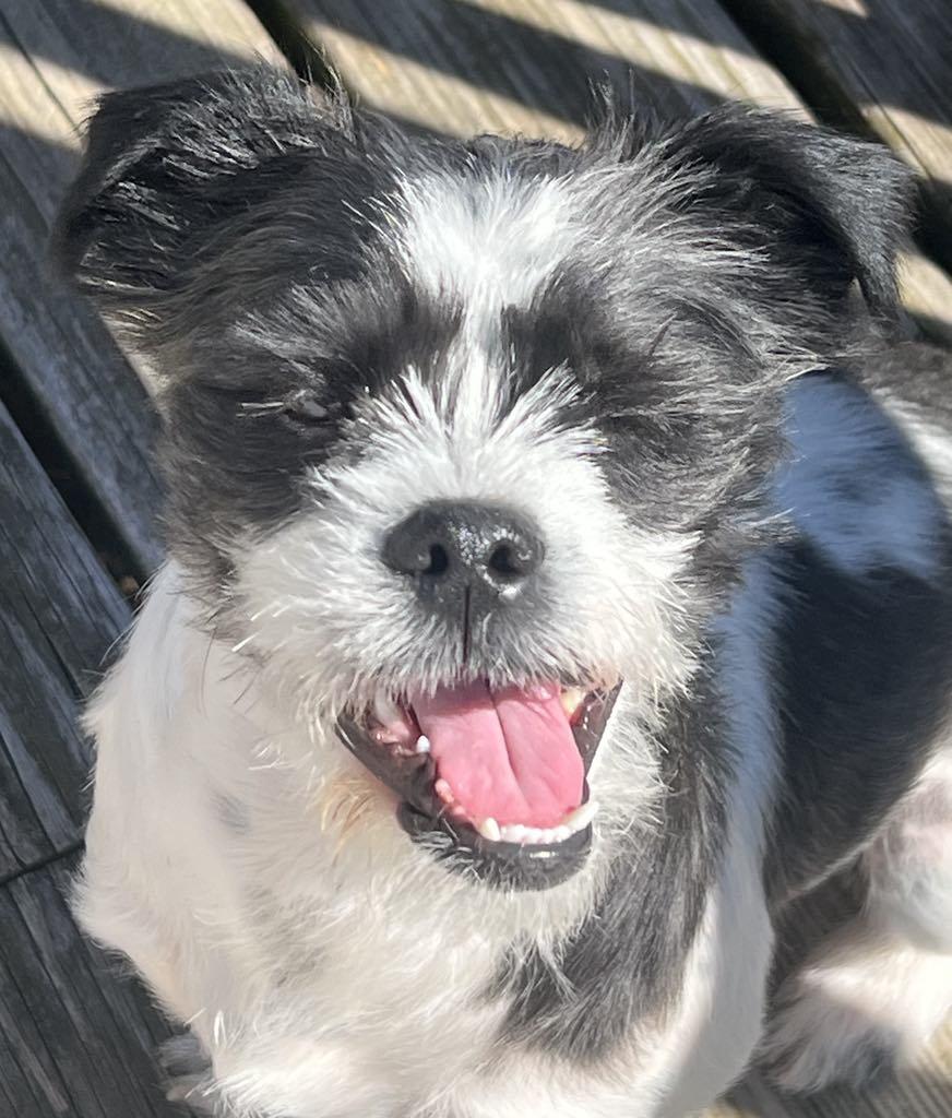 Enlarge Duffy, an adopted mixed breed in Warminster, PA image 1/5