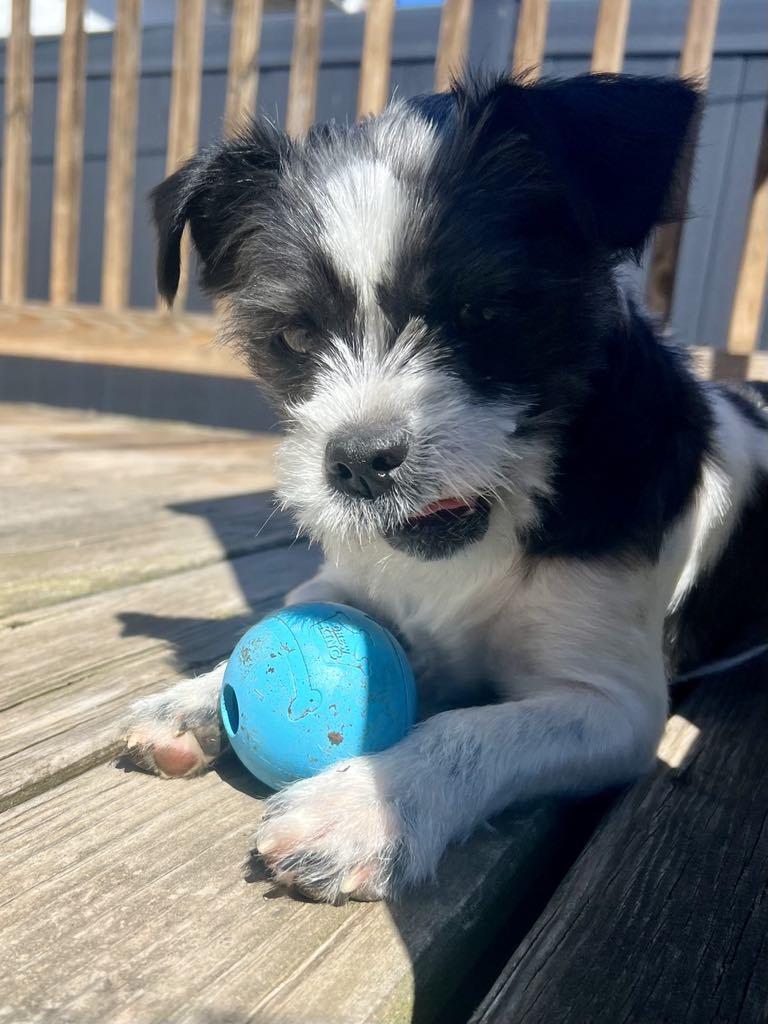 Enlarge Duffy, an adopted mixed breed in Warminster, PA image 3/5