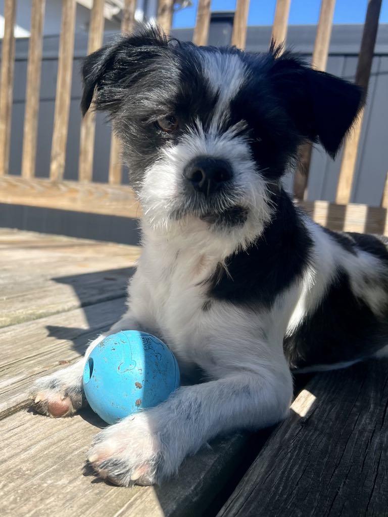 Enlarge Duffy, an adopted mixed breed in Warminster, PA image 2/5