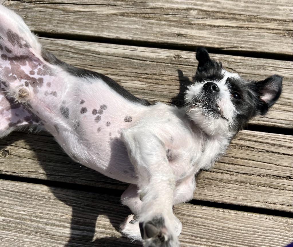 Enlarge Duffy, an adopted mixed breed in Warminster, PA image 4/5