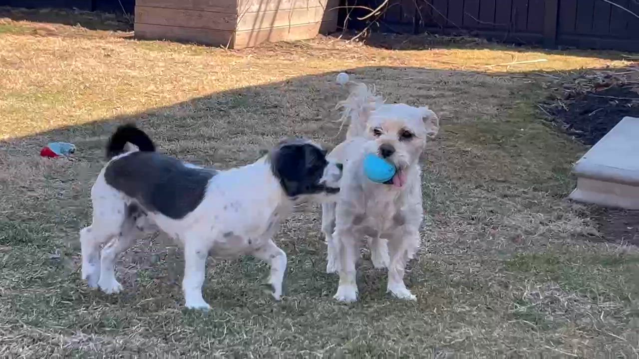 Enlarge Duffy, an adopted mixed breed in Warminster, PA video 5/5