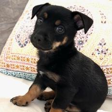 Mojo Jojo, Adoptable, Puppy Male Chihuahua.