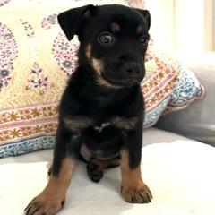 Enlarge Mojo Jojo, a Adoptable Chihuahua in Wahiawa, HI image 2/5