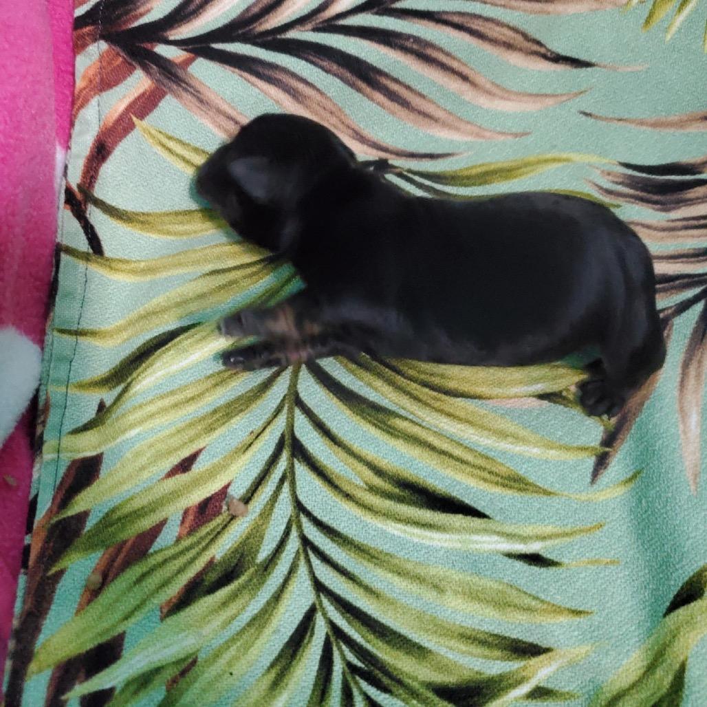 Enlarge Mojo Jojo, a Adoptable Chihuahua in Wahiawa, HI image 3/5