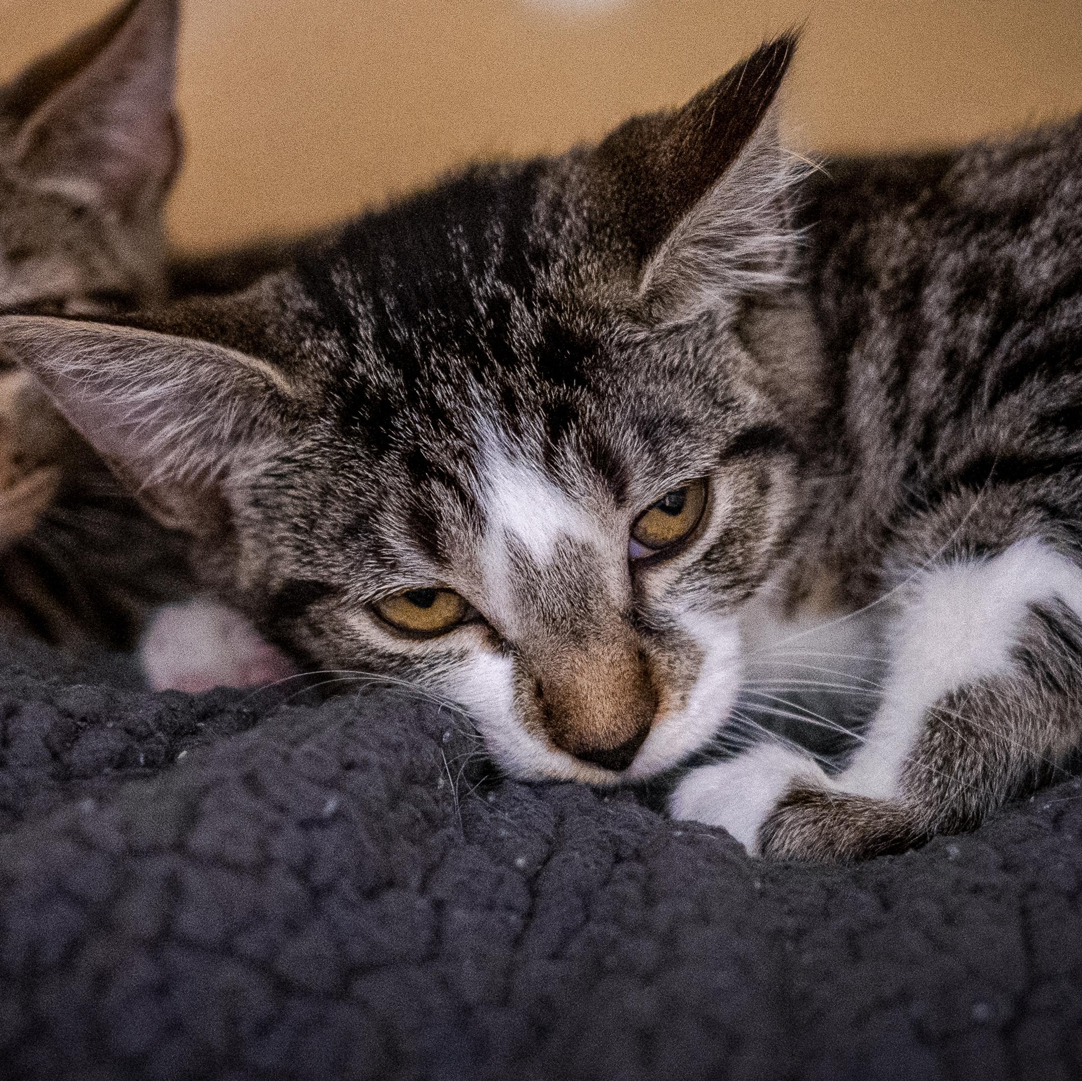 Cider (special needs), Adoptable, Kitten Female Domestic Short Hair.