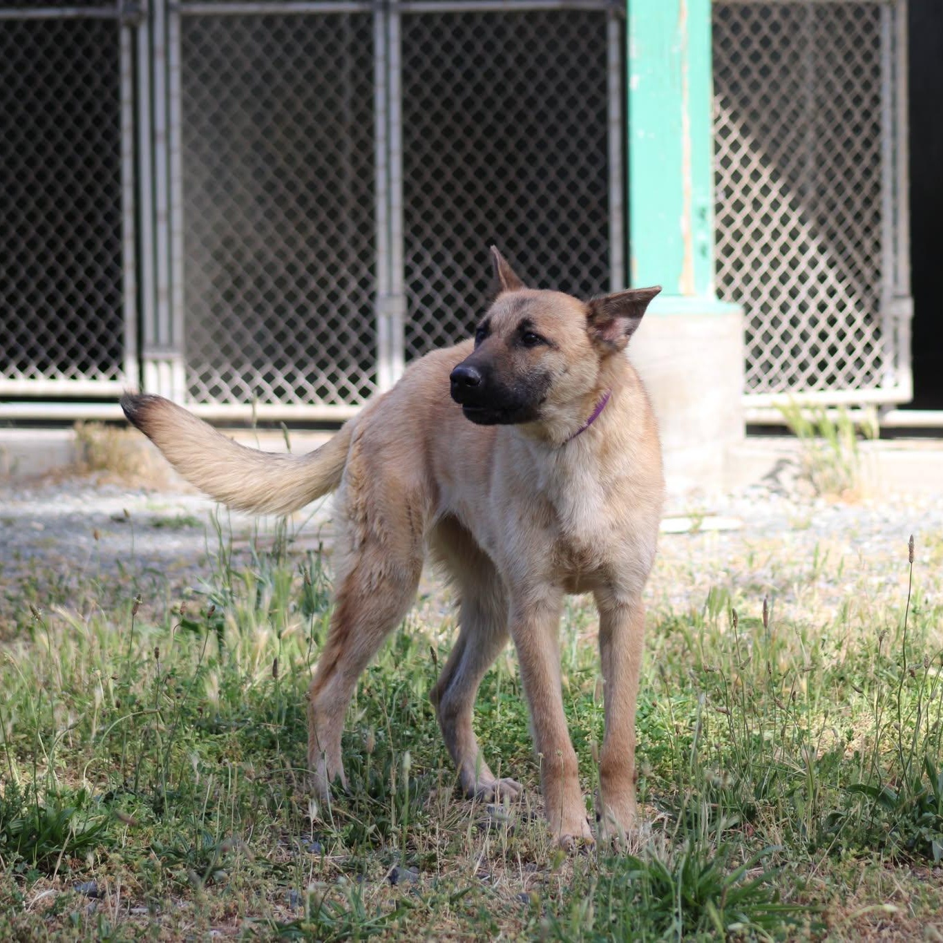 Venus, a ADOPTABLE mixed breed in Weaverville, CA image 2/5