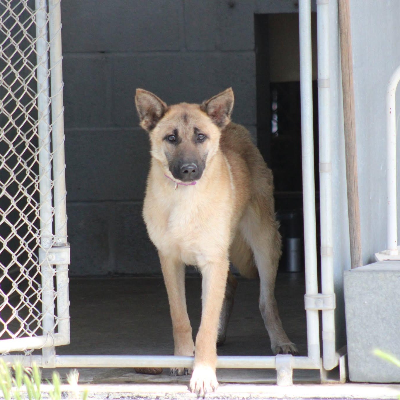 Venus, a ADOPTABLE mixed breed in Weaverville, CA image 5/5