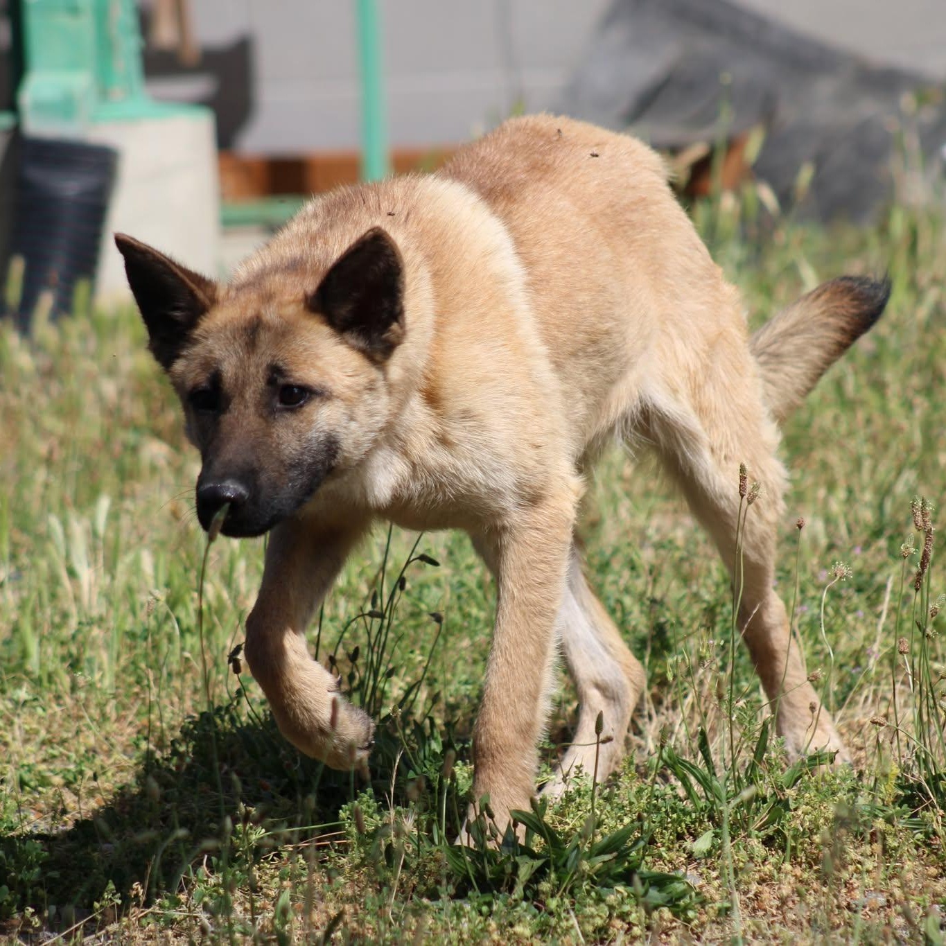 Venus, a ADOPTABLE mixed breed in Weaverville, CA image 4/5