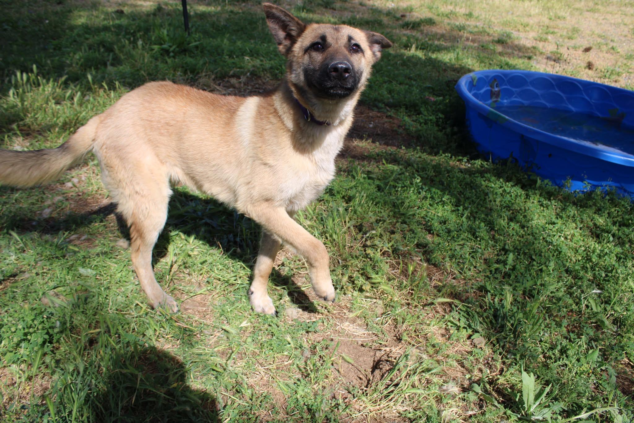 Venus, a ADOPTABLE mixed breed in Weaverville, CA image 3/5