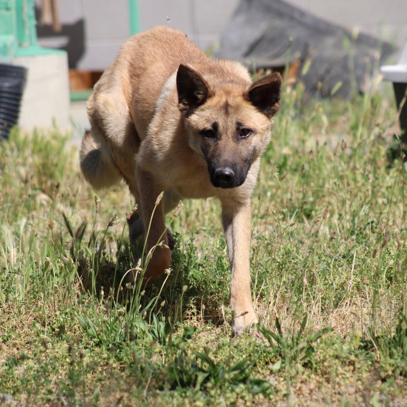 Venus, a ADOPTABLE mixed breed in Weaverville, CA image 1/5