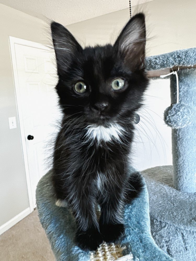 Enlarge Teddy, a Adopted Domestic Medium Hair in Atlanta, GA image 1/6