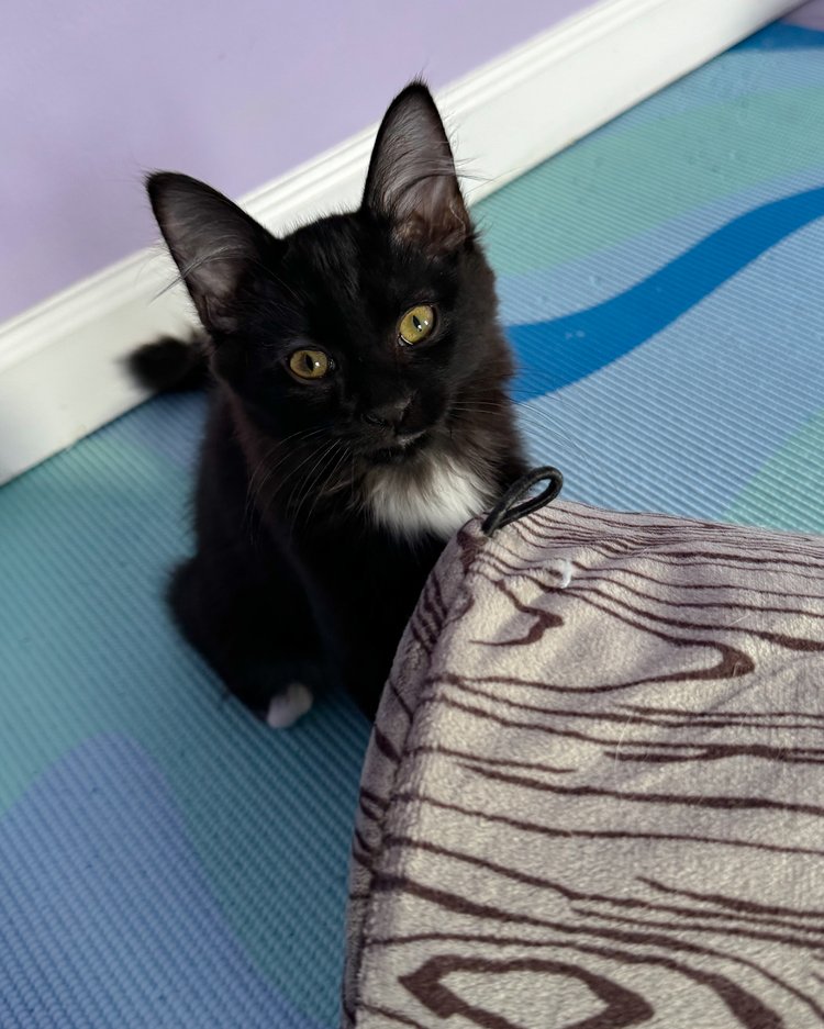 Teddy, Adopted, Young Male Domestic Medium Hair.