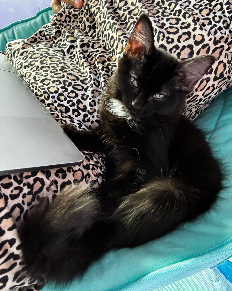 Enlarge Teddy, a Adopted Domestic Medium Hair in Atlanta, GA image 3/6