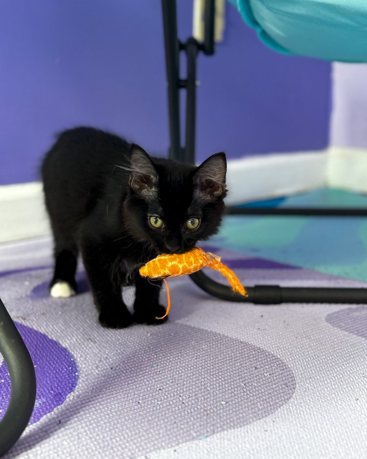 Enlarge Teddy, a Adopted Domestic Medium Hair in Atlanta, GA image 4/6