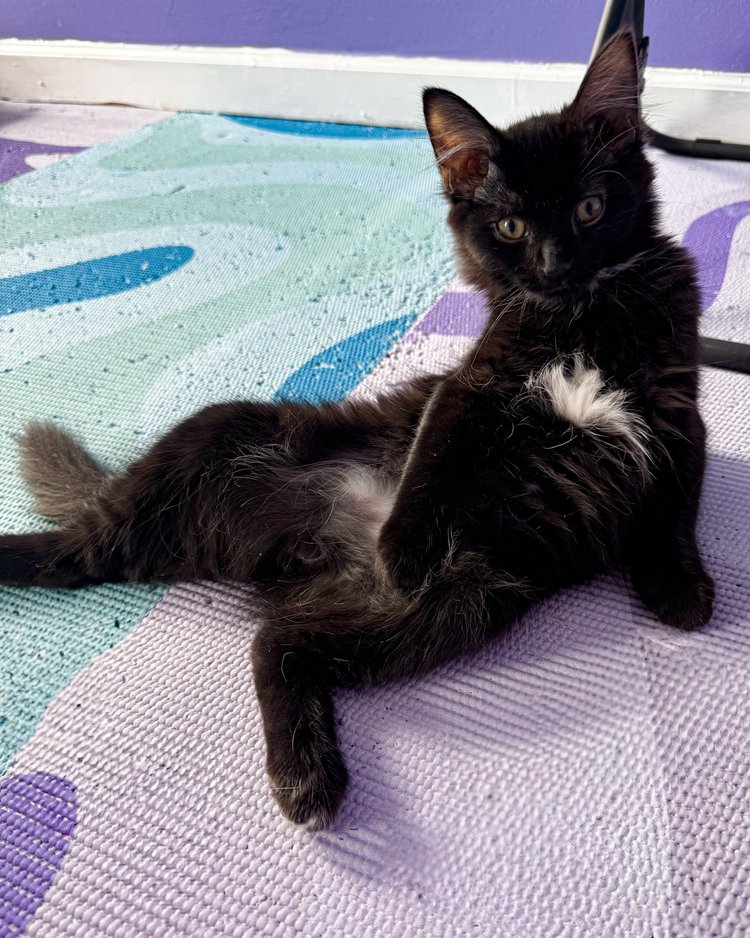 Cat for adoption Teddy, a Domestic Medium Hair in Ellenwood, GA