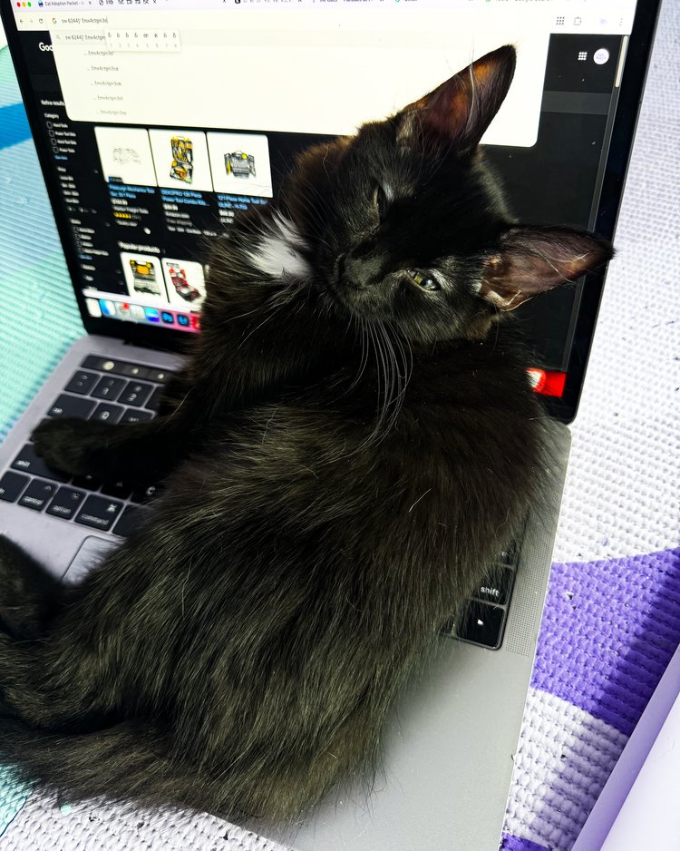 Enlarge Teddy, a Adopted Domestic Medium Hair in Atlanta, GA image 6/6