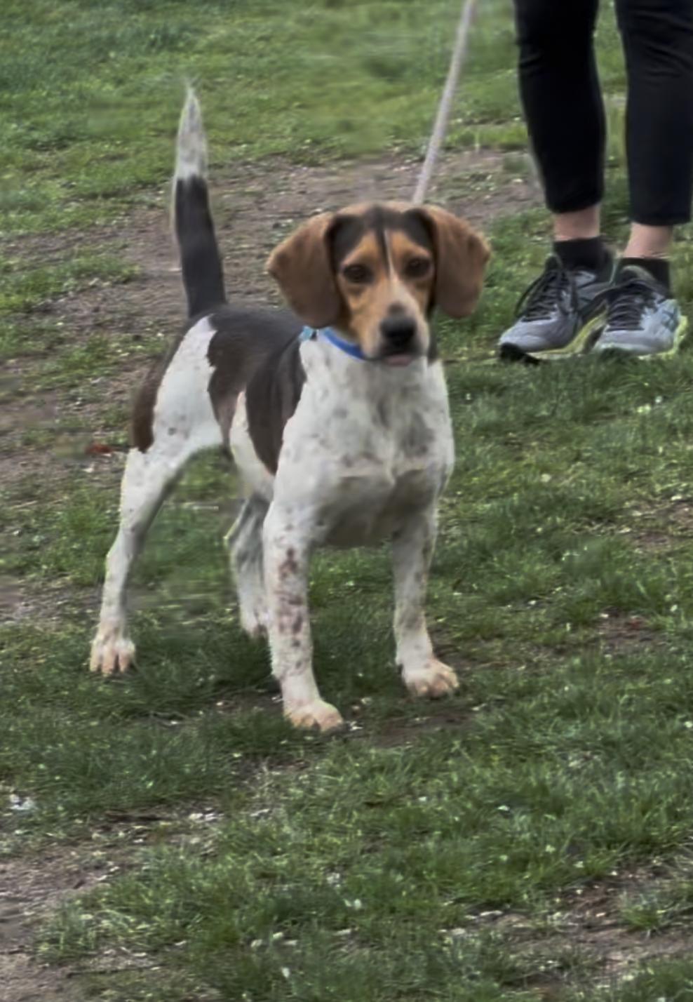 Enlarge Willie, a ADOPTABLE mixed breed in Wantagh, NY image 2/3