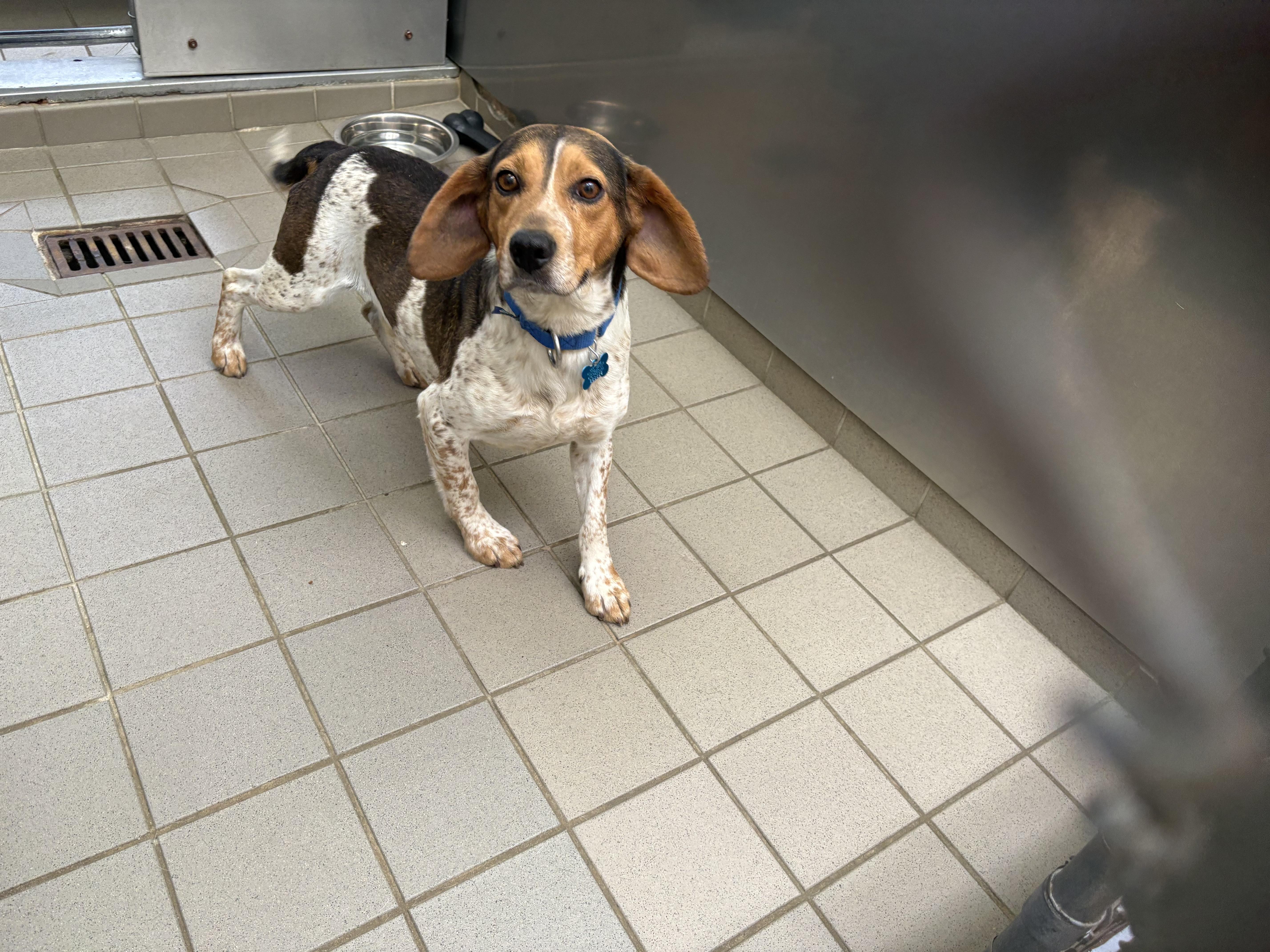 Enlarge Willie, a ADOPTABLE mixed breed in Wantagh, NY image 3/3