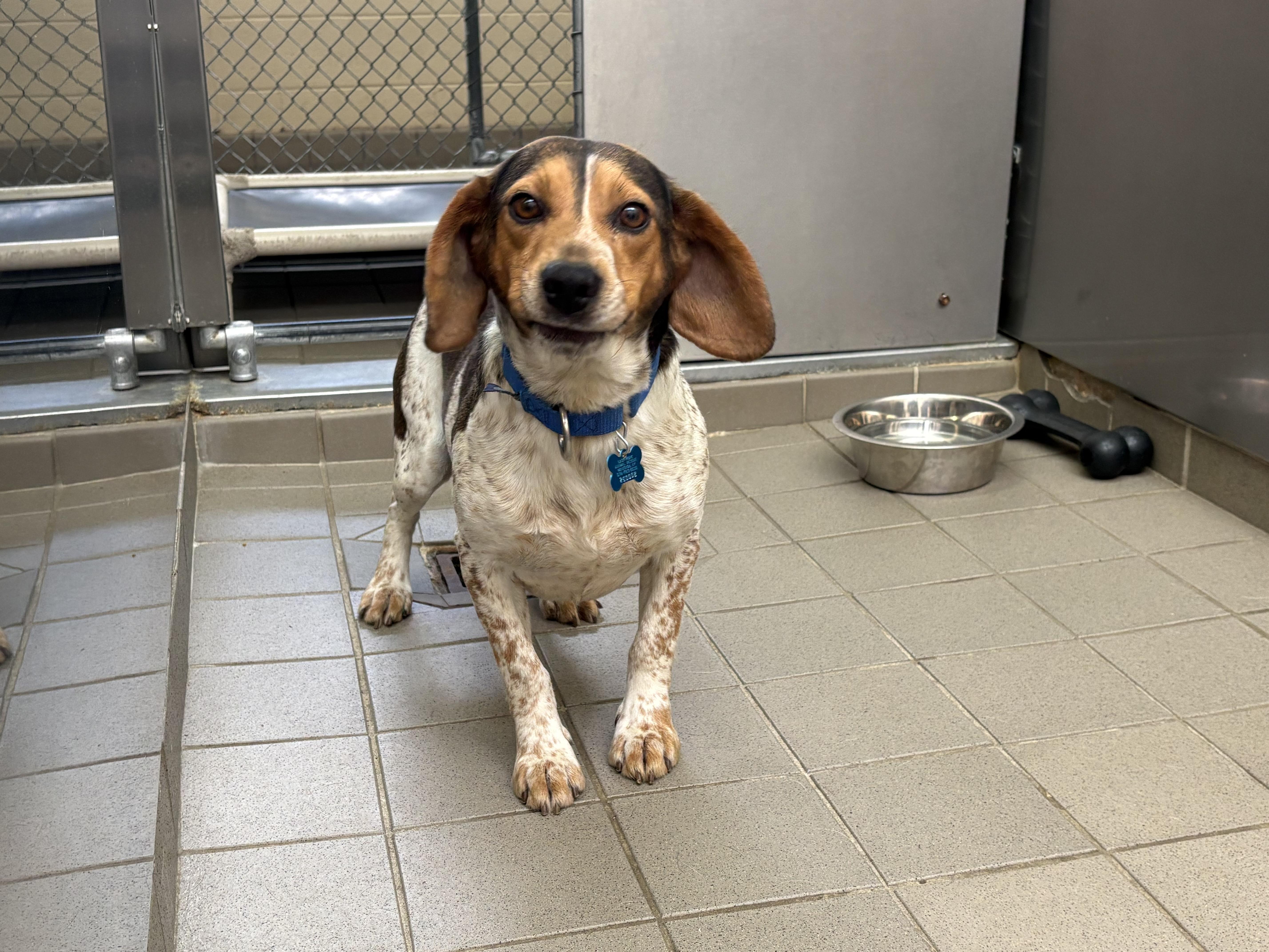 Willie, ADOPTABLE, Adult Male Beagle.