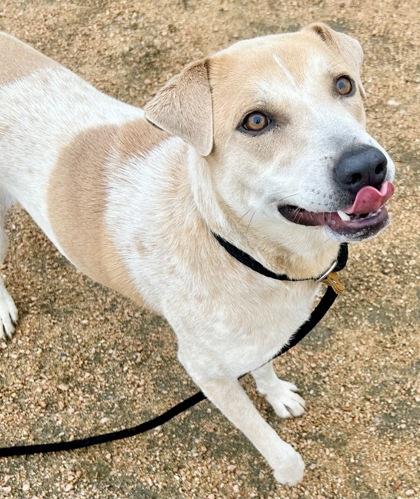 Enlarge Zima, an adopted Mixed Breed in Georgetown, TX image 3/3