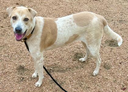 Enlarge Zima, an adopted Mixed Breed in Georgetown, TX image 2/3