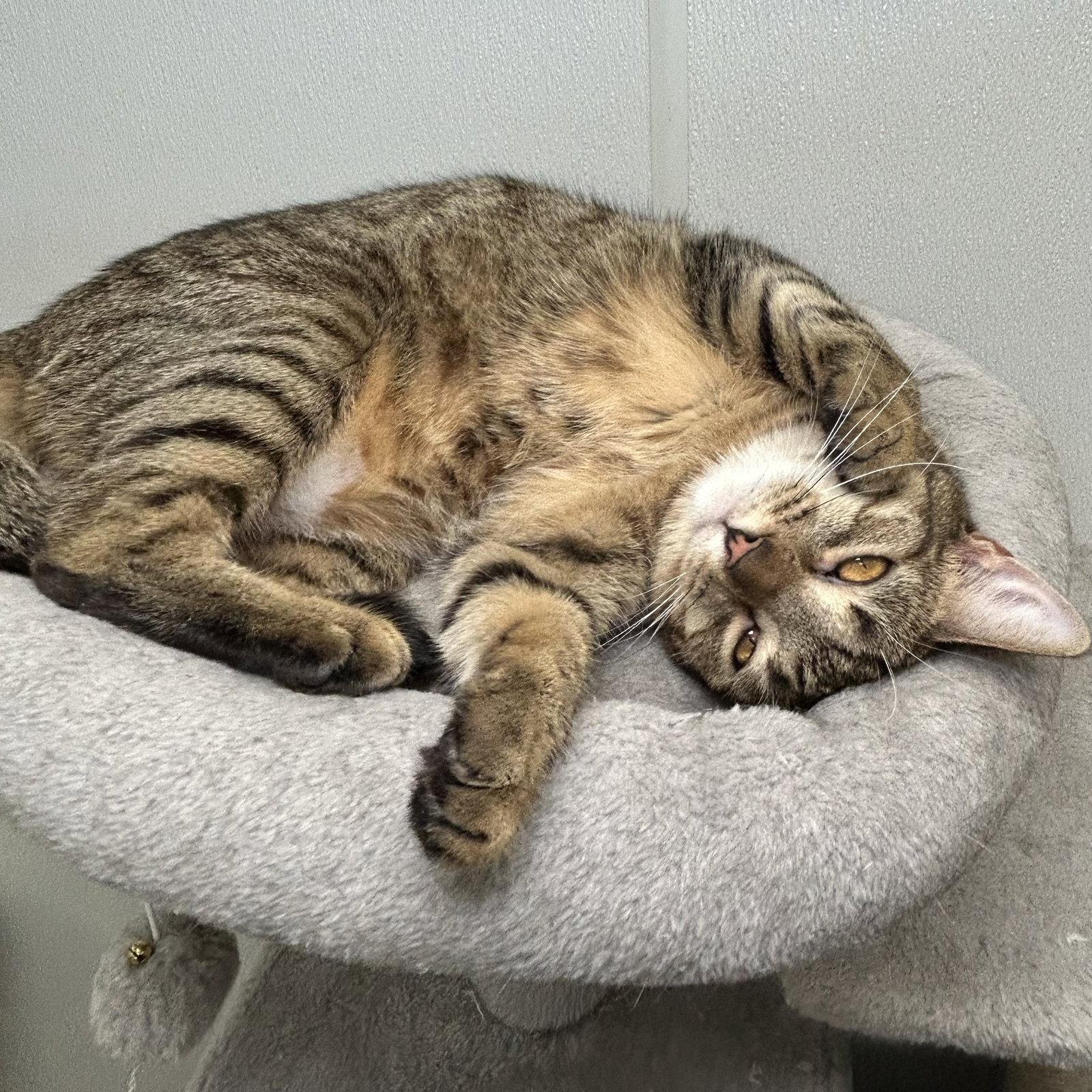Enlarge Pudding, a Adoptable Domestic Short Hair in Norwood, OH image 1/3