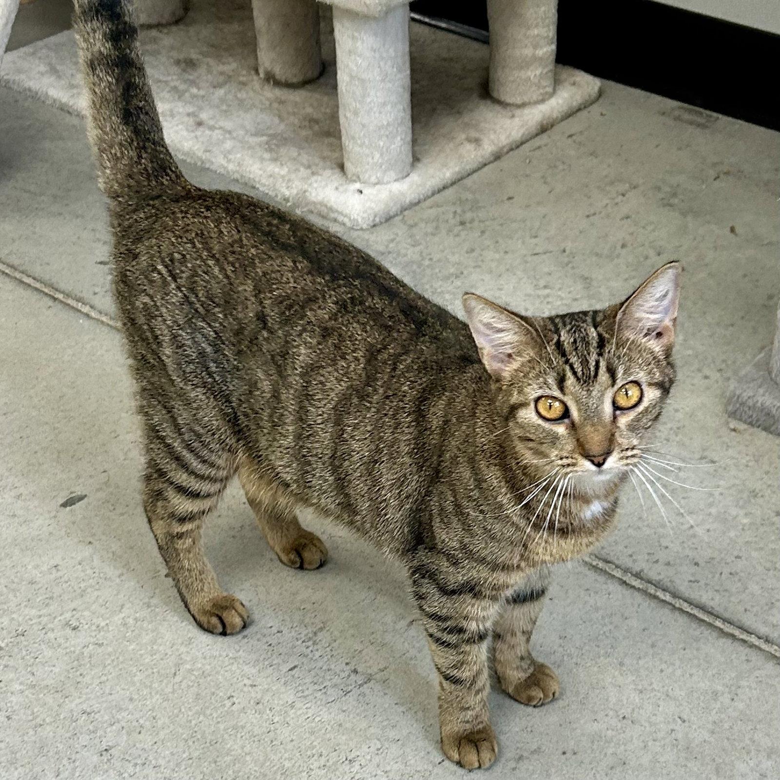 Enlarge Pudding, a Adoptable Domestic Short Hair in Norwood, OH image 2/3
