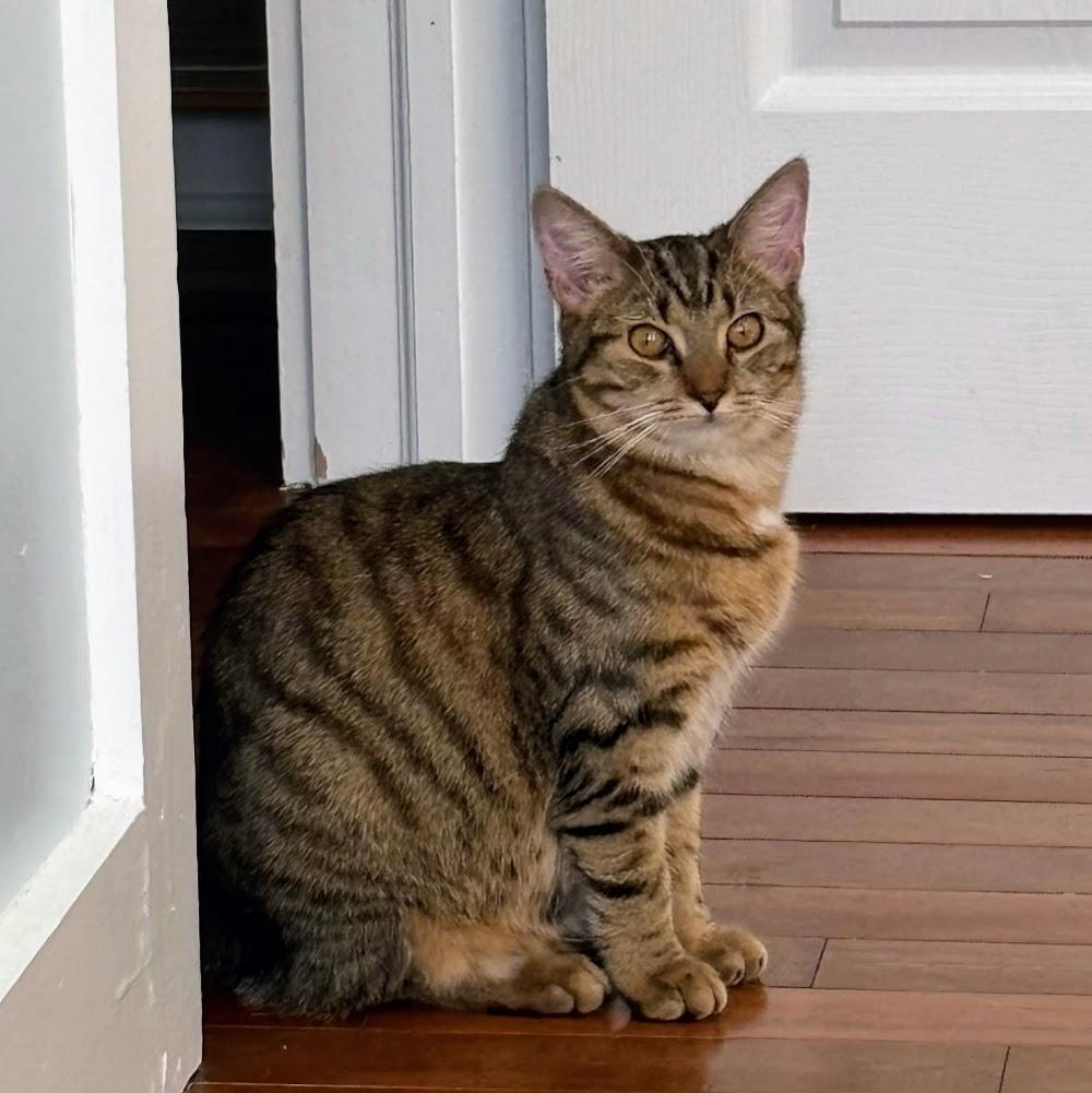 Enlarge Pudding, a Adoptable Domestic Short Hair in Norwood, OH image 1/1