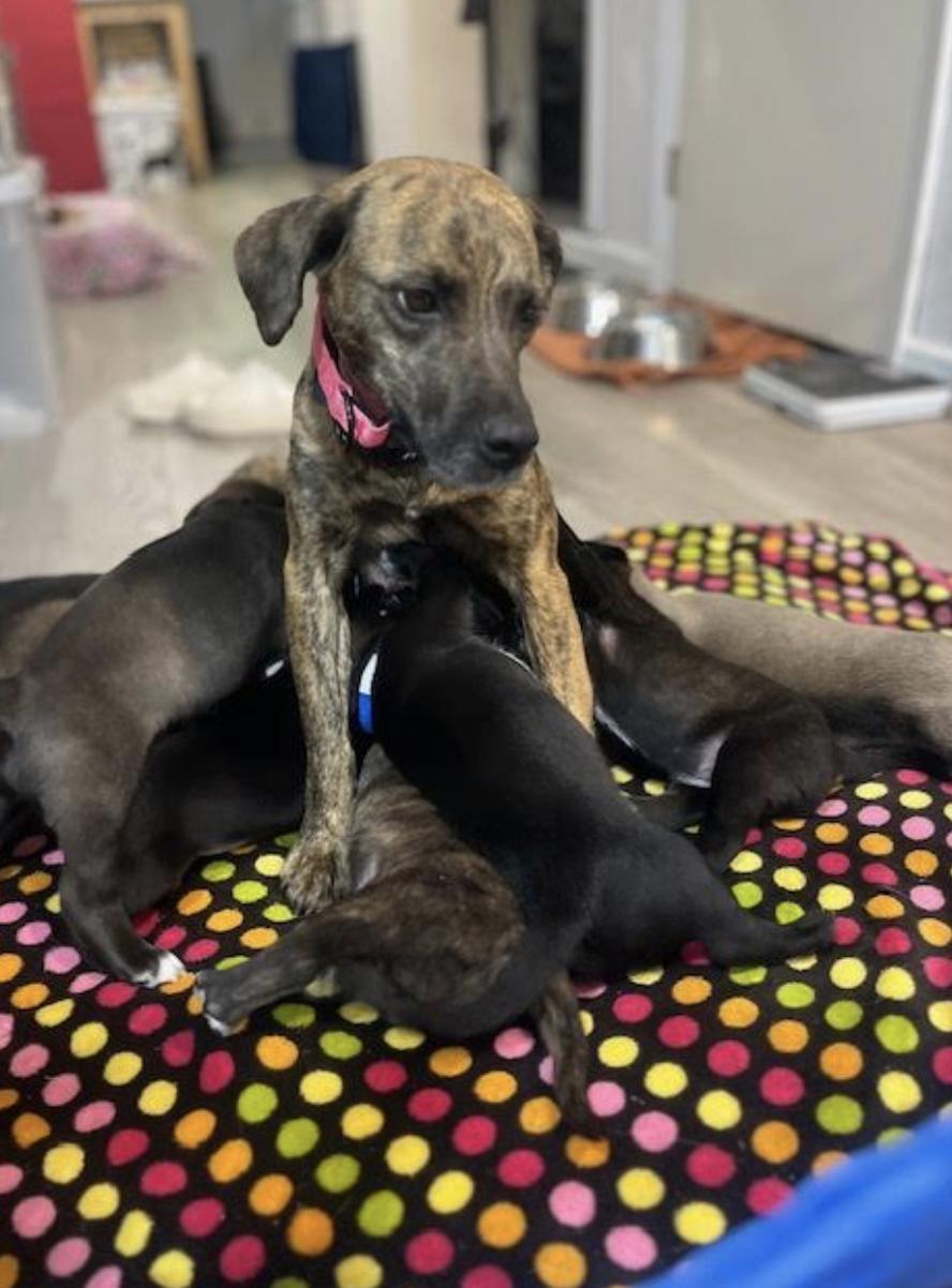 Mama Aurora  Local thumbnail 3