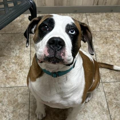 Georgia, a Adoptable mixed breed in DeKalb, IL image 1/3